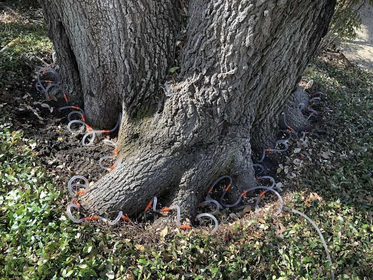 Detailed Tree Cabling and Bracing job site in Line Lexington