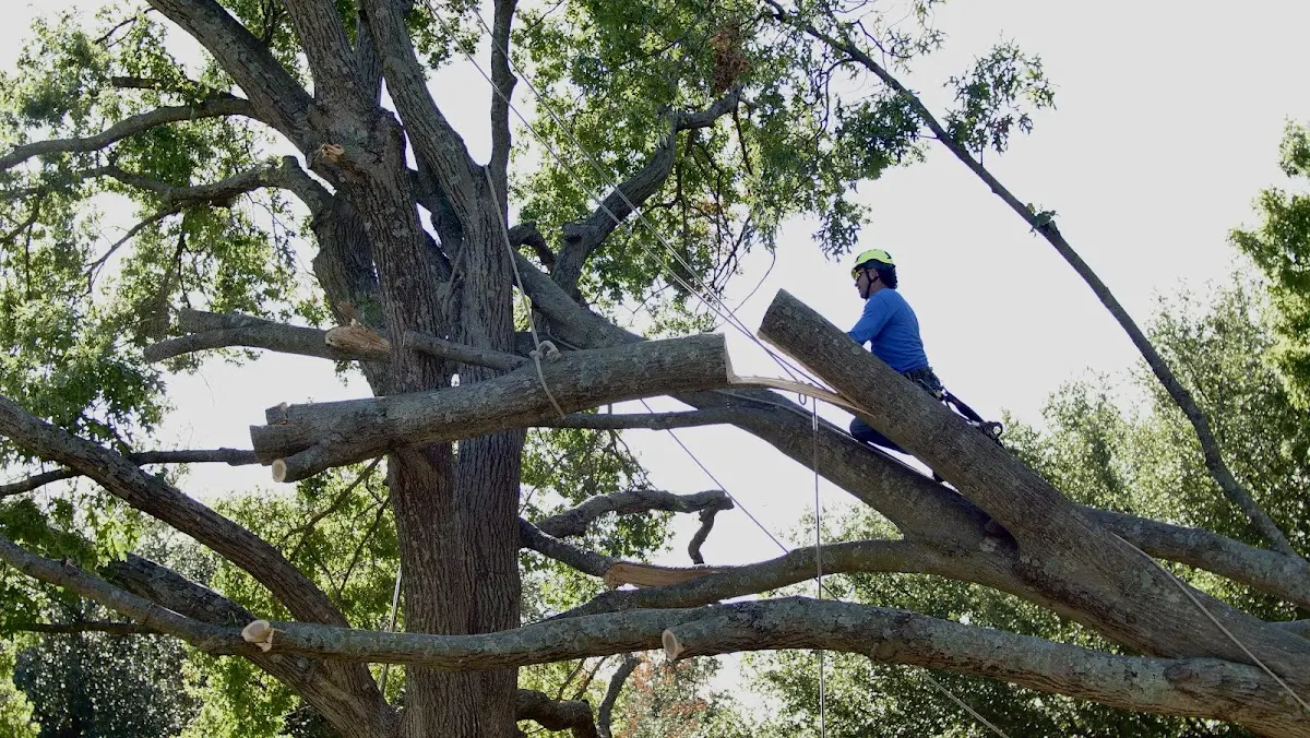 Professional Crown Thinning performed by certified arborists in Line Lexington