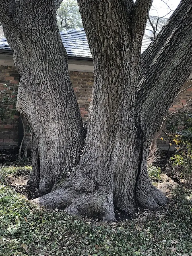 Mature heritage tree close to a Line Lexington property cared for by certified arborists